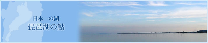 日本一の湖 琵琶湖の鮎